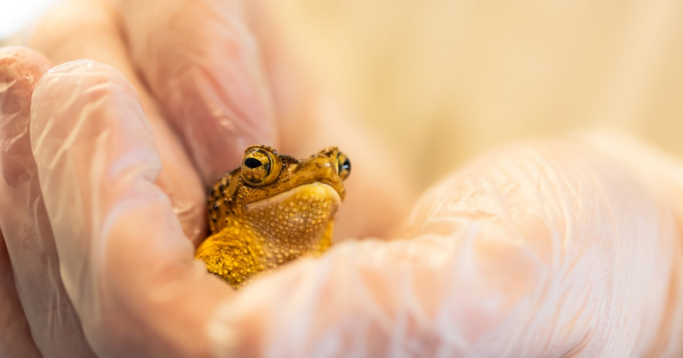 Fort Worth Zoo helping Bad Bunny’s endangered ‘sapo concho’