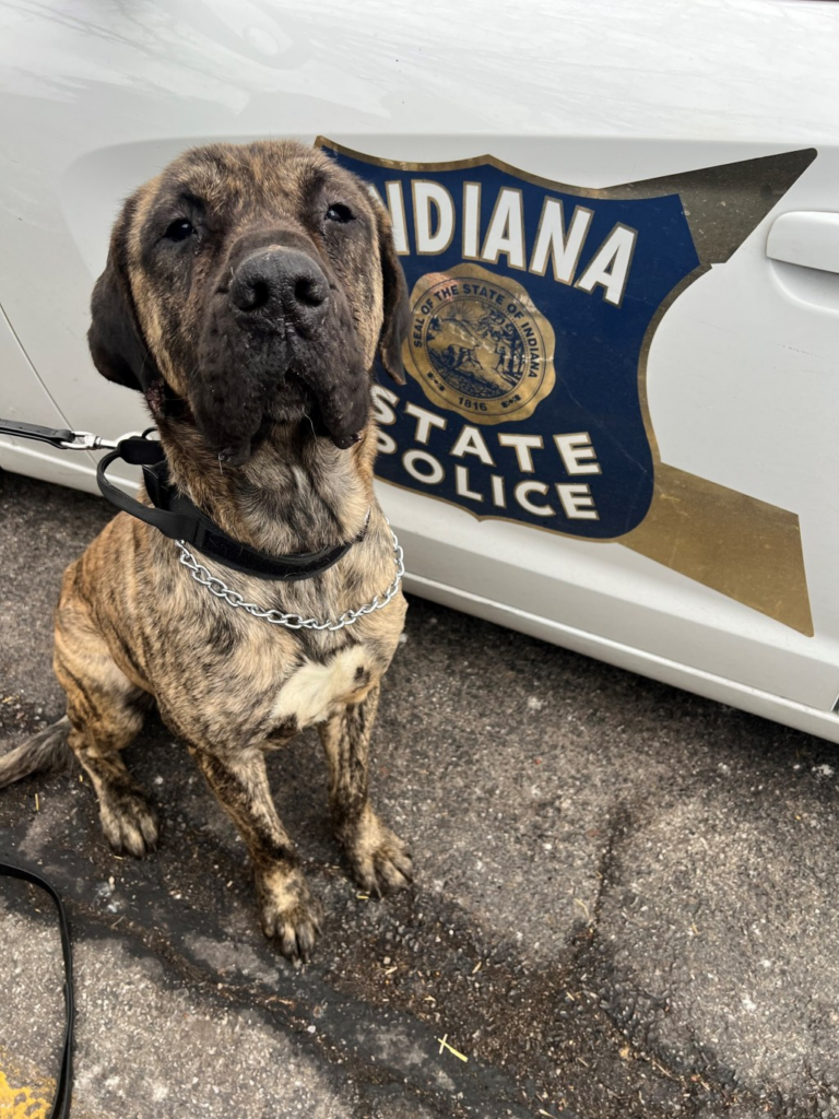 ISP investigating endangered dog featured on Facebook post