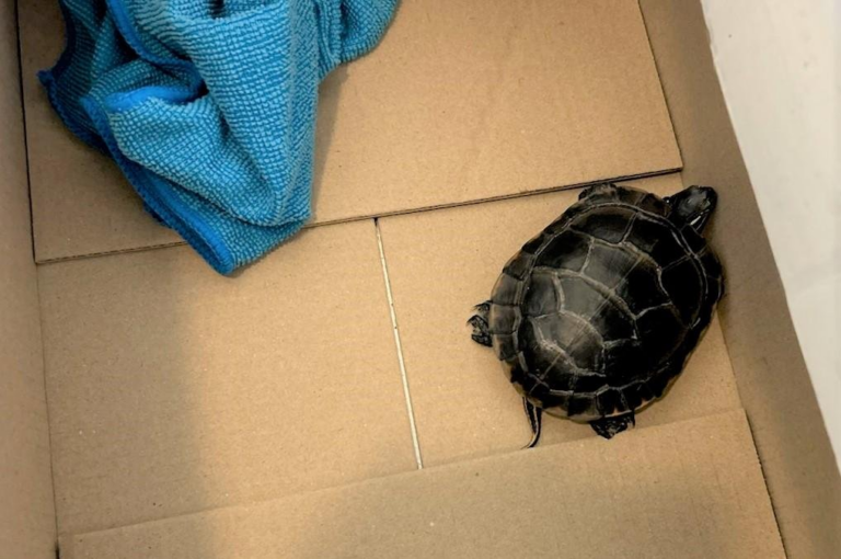TSA finds live turtle in traveler’s pants at New Jersey airport