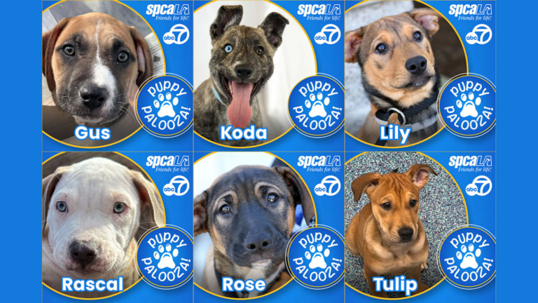 Puppy Palooza continues with spcaLA pet adoption fees waived this weekend
