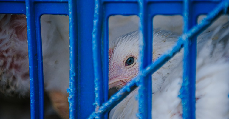 Why 4,000 baby chickens died in the USPS, explained