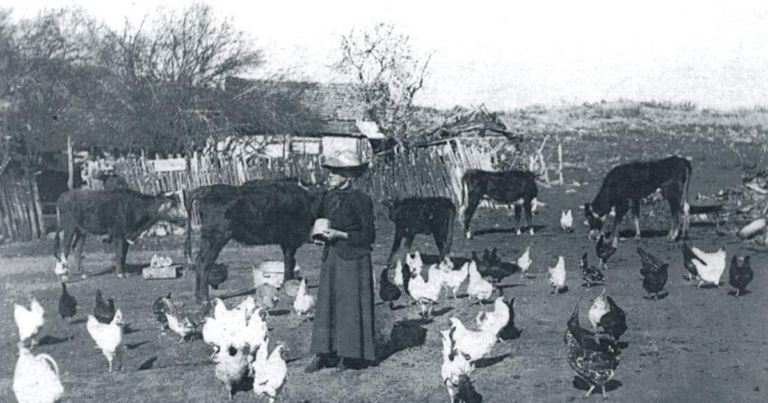Chickens deserve their place in history, too