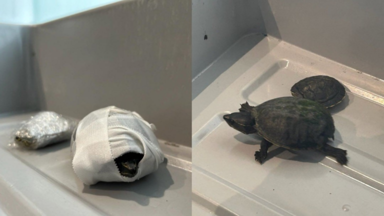 TSA: ‘Stop Hiding Animals in Weird Places’