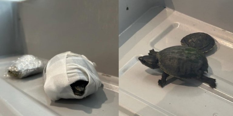 ‘Stop hiding animals in weird places’: Woman attempted to smuggle two turtles in her bra at airport, TSA says